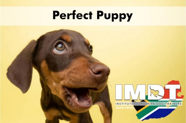 IMDT 1 DAY PERFECT PUPPY - CT